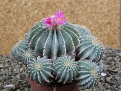 Geohintonia mexicana, pot 7 cm Roubovaná - 12399439