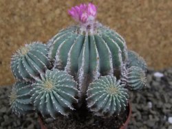 Geohintonia mexicana, pot 7 cm Roubovaná - 12399440