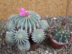 Geohintonia mexicana, pot 7 cm Roubovaná - 12399441