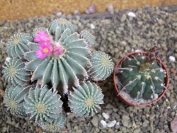 Geohintonia mexicana, pot 7 cm Roubovaná - 12399442