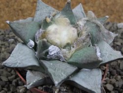 Ariocarpus furfuraceus pot 6,5 cm - 12399450