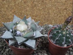 Ariocarpus furfuraceus pot 6,5 cm - 12399451