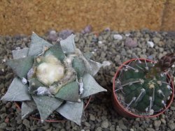 Ariocarpus furfuraceus pot 6,5 cm - 12399452