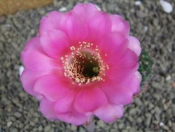 Echinopsis hybrid pot 5,5 cm - 12399454