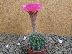 Echinopsis hybrid pot 5,5 cm - 12399455