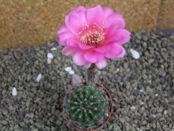 Echinopsis hybrid pot 5,5 cm - 12399456