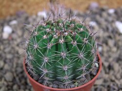 Echinopsis hybrid pot 5,5 cm - 12399457