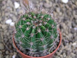 Echinopsis hybrid pot 5,5 cm - 12399458