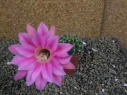 Echinopsis hybrid pot 5,5 cm - 12399460