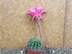 Echinopsis hybrid pot 5,5 cm - 12399461