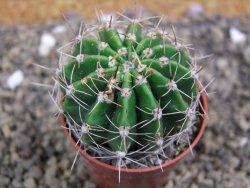 Echinopsis hybrid pot 5,5 cm - 12399462