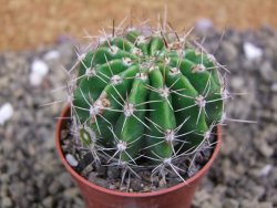 Echinopsis hybrid pot 5,5 cm - 12399463