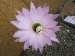 Echinopsis hybrid pot 5,5 cm - 12399465