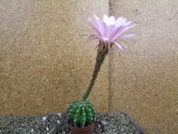 Echinopsis hybrid pot 5,5 cm - 12399466