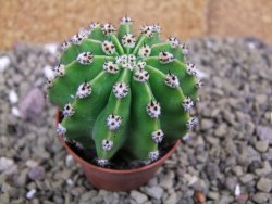 Echinopsis hybrid pot 5,5 cm - 12399467