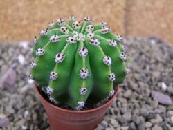 Echinopsis hybrid pot 5,5 cm - 12399468