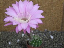 Echinopsis hybrid pot 5,5 cm - 12399470