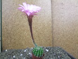 Echinopsis hybrid pot 5,5 cm - 12399471