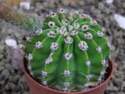 Echinopsis hybrid pot 5,5 cm - 12399472