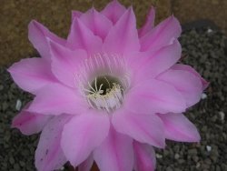 Echinopsis hybrid pot 5,5 cm - 12399474