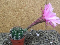 Echinopsis hybrid pot 5,5 cm - 12399475