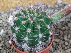 Echinopsis hybrid pot 5,5 cm - 12399476