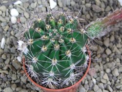 Echinopsis hybrid pot 5,5 cm - 12399477