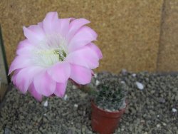 Echinopsis hybrid pot 5,5 cm - 12399479