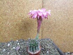 Echinopsis hybrid pot 5,5 cm - 12399480