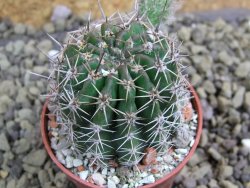 Echinopsis hybrid pot 5,5 cm - 12399481