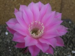 Echinopsis hybrid pot 5,5 cm - 12399483