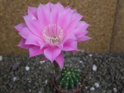 Echinopsis hybrid pot 5,5 cm - 12399484