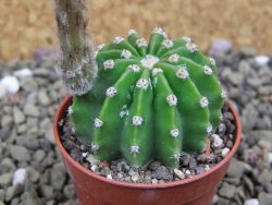 Echinopsis hybrid pot 5,5 cm - 12399485