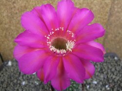 Echinopsis hybrid pot 7cm - 12399487