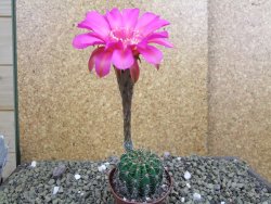 Echinopsis hybrid pot 7cm - 12399488