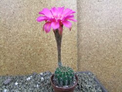 Echinopsis hybrid pot 7cm - 12399489