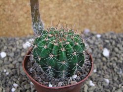 Echinopsis hybrid pot 7cm - 12399490