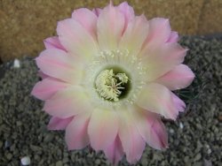 Echinopsis hybrid pot 7 cm - 12399492