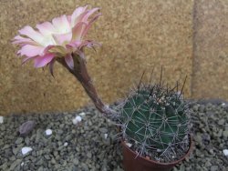 Echinopsis hybrid pot 7 cm - 12399493