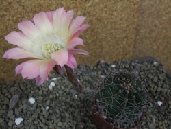 Echinopsis hybrid pot 7 cm - 12399494