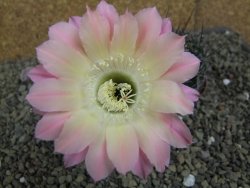 Echinopsis hybrid pot 7 cm - 12399495