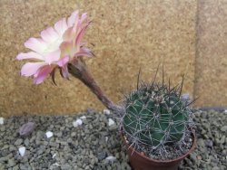 Echinopsis hybrid pot 7 cm - 12399496