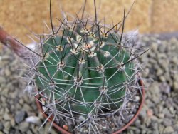 Echinopsis hybrid pot 7 cm - 12399497