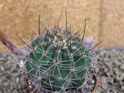 Echinopsis hybrid pot 7 cm - 12399498