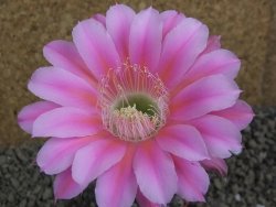 Echinopsis hybrid pot 5,5 cm - 12399500