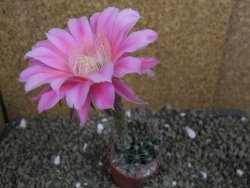 Echinopsis hybrid pot 5,5 cm - 12399501