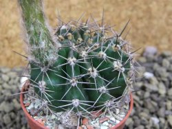 Echinopsis hybrid pot 5,5 cm - 12399502