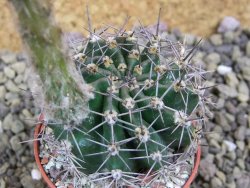 Echinopsis hybrid pot 5,5 cm - 12399503