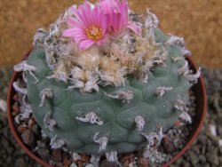 Lophophora decipiens, fricii pot 10 cm - 12399504