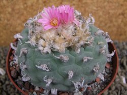 Lophophora decipiens, fricii pot 10 cm